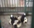 Panda etetés