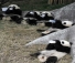Panda kölykök